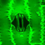 सास फेरिरहेको बिरुवाको पहिलो भिडियो रेकर्डिङ, वैज्ञानिकहरुले पत्ता लगाए नयाँ टूल