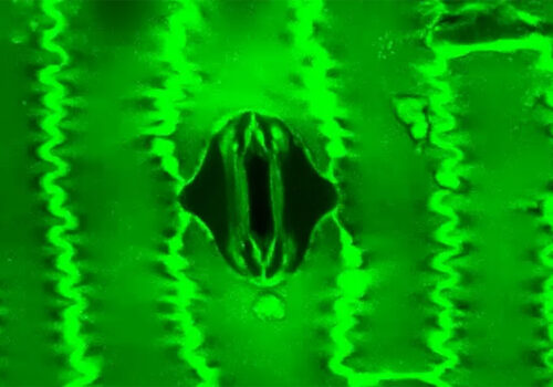 सास फेरिरहेको बिरुवाको पहिलो भिडियो रेकर्डिङ, वैज्ञानिकहरुले पत्ता लगाए नयाँ टूल