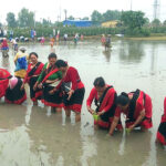 ‘ड्रोन’मार्फत मल छरेर ‘मेसिन’मार्फत रोपियो धान