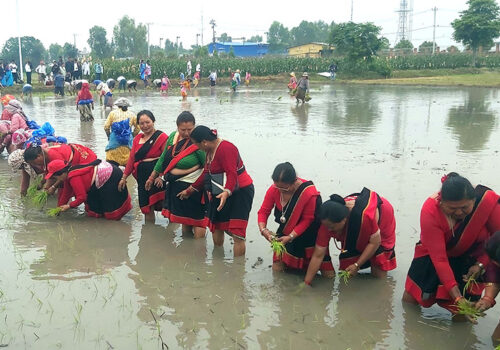 ‘ड्रोन’मार्फत मल छरेर ‘मेसिन’मार्फत रोपियो धान