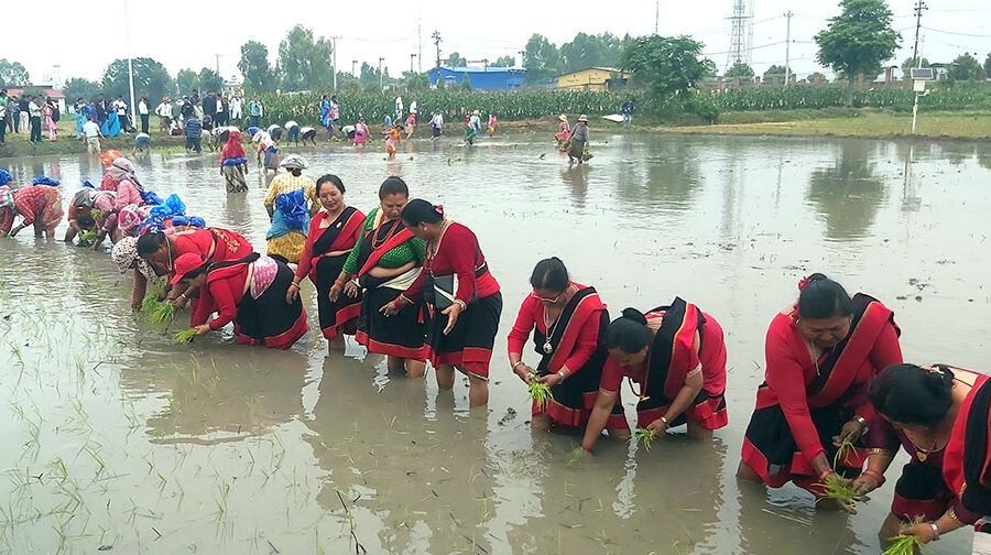 ‘ड्रोन’मार्फत मल छरेर ‘मेसिन’मार्फत रोपियो धान