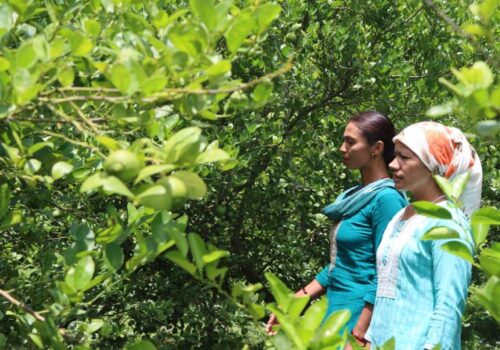 यूट्युब हेरेरै व्यावसायिक कृषिमा शेर्पा