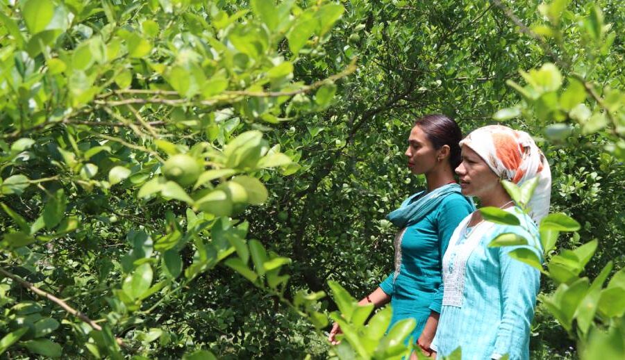 यूट्युब हेरेरै व्यावसायिक कृषिमा शेर्पा