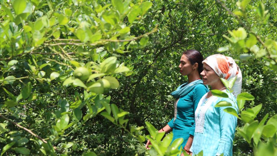 यूट्युब हेरेरै व्यावसायिक कृषिमा शेर्पा