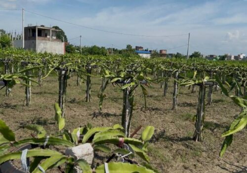 सामाजिक सञ्जालमा सिकेको ज्ञानबाट ड्रागन फ्रुटखेती