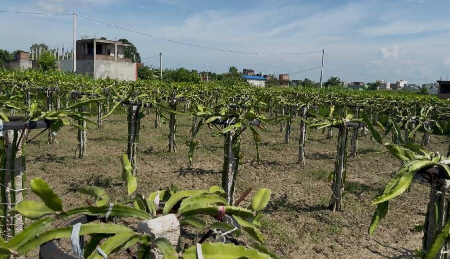 सामाजिक सञ्जालमा सिकेको ज्ञानबाट ड्रागन फ्रुट खेती